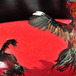 Cockfighting